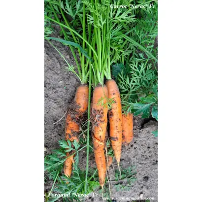 Nerac F1 / Нерак F1