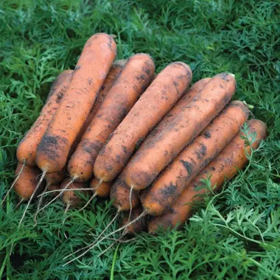 Nominator / Номінатор