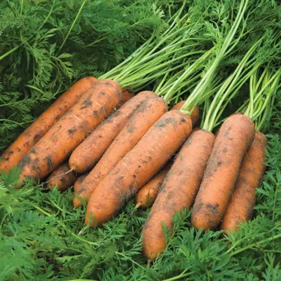 Newcastle F1 / Ньюкасл F1