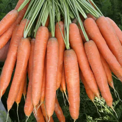 Presto / Престо