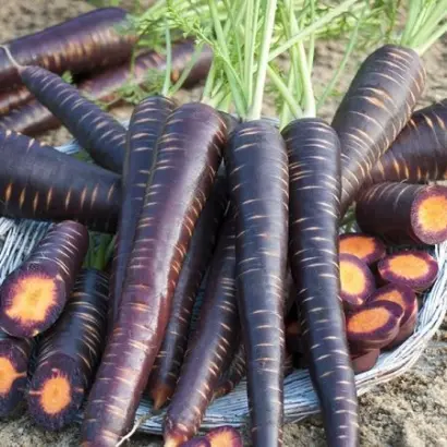 Purple Elite / Пурпл Еліт