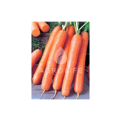 Royal Forto / Ройал Форто