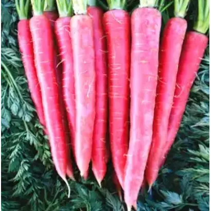 Rubyqueen / Рубіквін