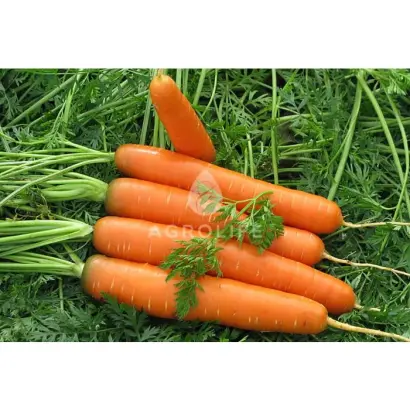 Saturno F1 / Сатурно F1