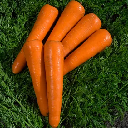 Silvano / Сільвано