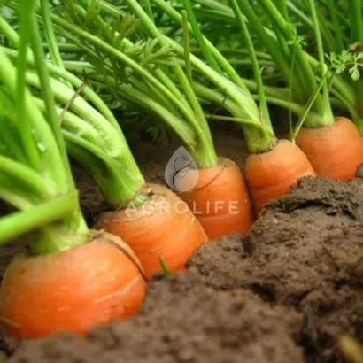 Florance / Флоранс