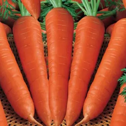 Cidera / Цідера