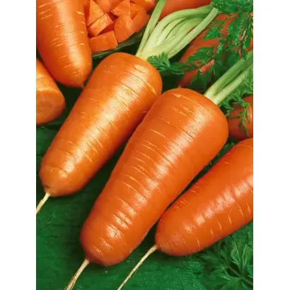 Chantenay BB / Шантане ББ