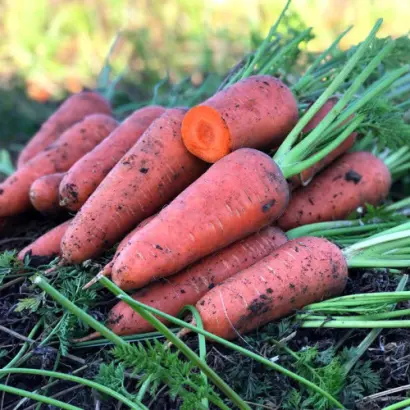 Chantenaya A Coeur Rouge / Шантане червоне серце