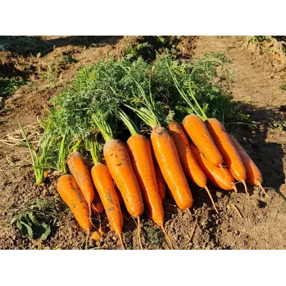 55-300 RZ F1 / 55-300 РЗ F1