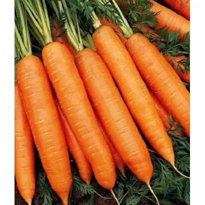 Bastia F1 / Бастія F1