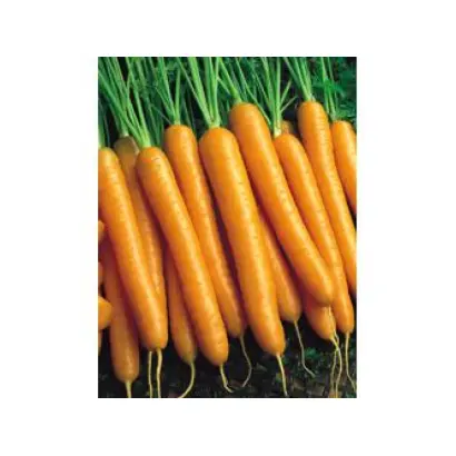 Bilbo F1 / Билбо F1