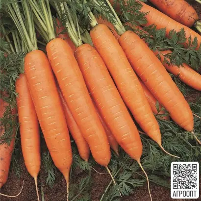 Bureau F1 / Бюро F1