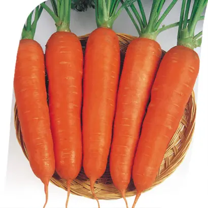 Victoria F1 / Виктория F1