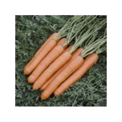 Vesta F1 / Веста F1