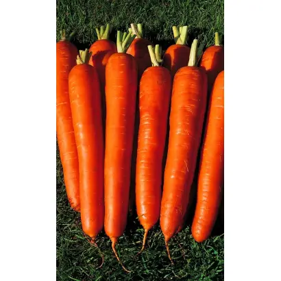 Giganta / Гіганта