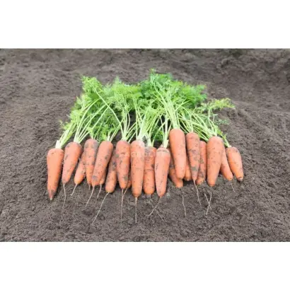 Canterbury F1 / Кантербьюрі F1