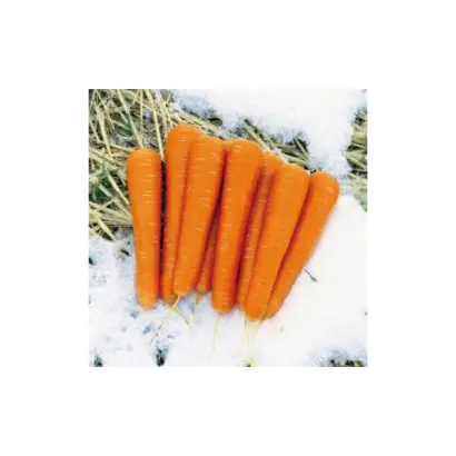 Major F1 / Майор F1