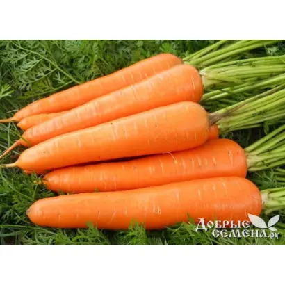 Nanda F1 / Нанда F1