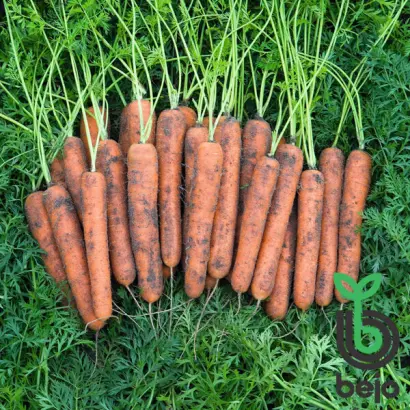 Norwalk / Норвалк