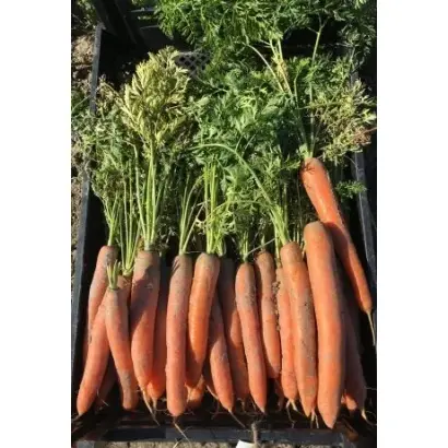 Olympus / Олімпус