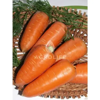 Royal Chanson / Ройал Шансон