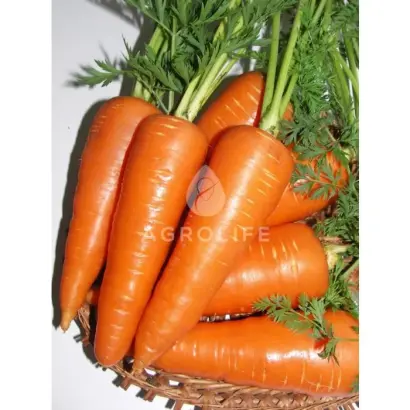 Santa Cruz F1 / Санта Круз F1