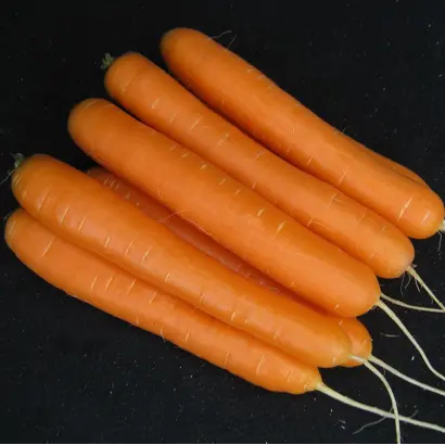 Stanford F1 / Стенфорд F1