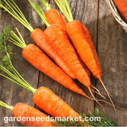 Fatima / Фатіма