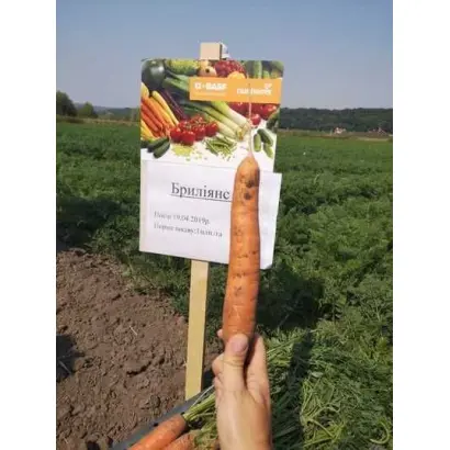 Ferіa F1 / Феріа F1