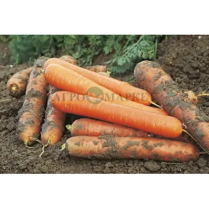 CHAMPION / ЧЕМПІОН