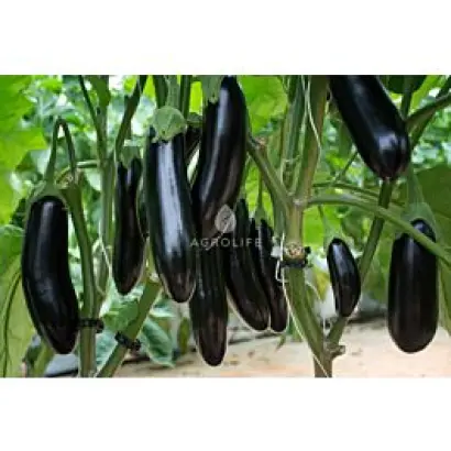 Anamur / Анамур