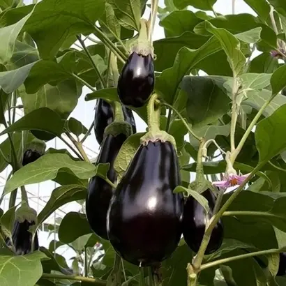 Bartok / Барток