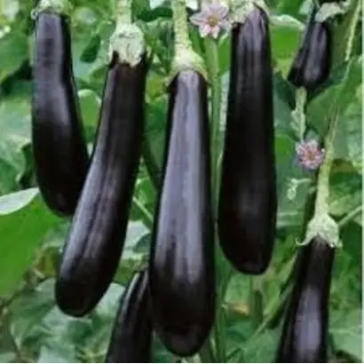 Valentina F1 / Валентина F1