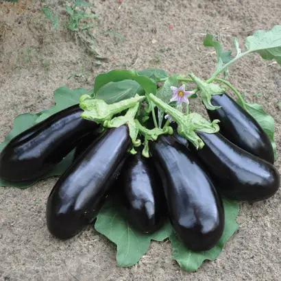 Vernal / Вернал