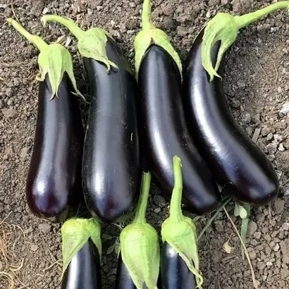 Destan / Дестан