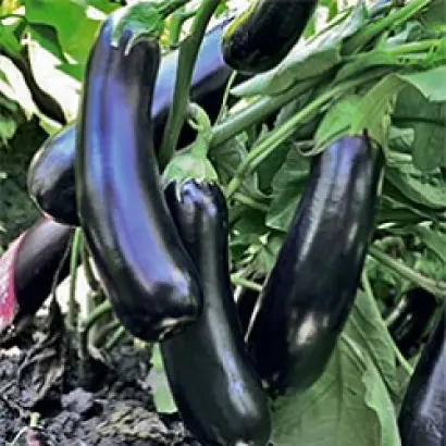 Estelle / Естелле