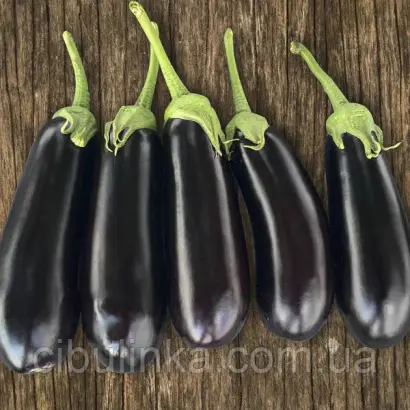 KAZIMIR / КАЗИМИР