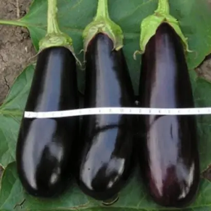 Kolombo / Коломбо