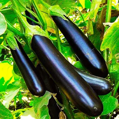 Long Pop / Лонг Поп