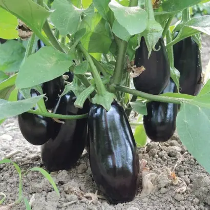 OCTAVIA / Октавія