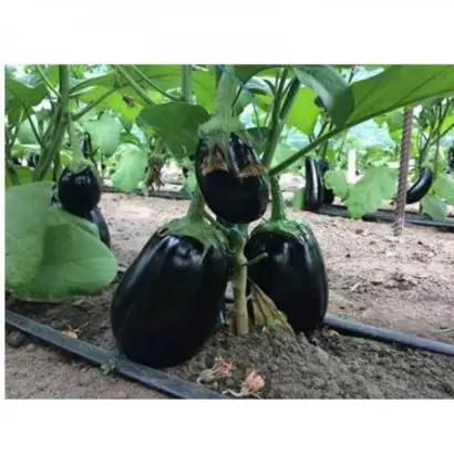 RAPHAELA / Рафаела