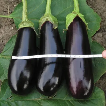 Фабина F1 / Фабіна F1