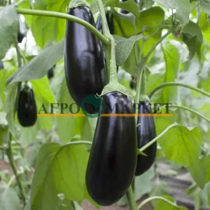 Sharapova F1 / Шарапова F1