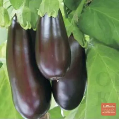 Adona F1 / Адона F1