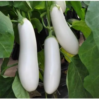 Aretussa / Аретуза