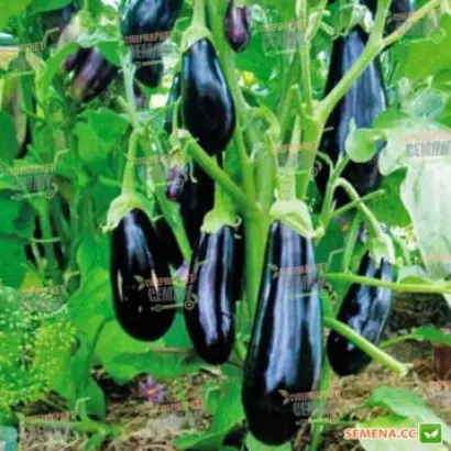 Itaca F1 / Ітака F1