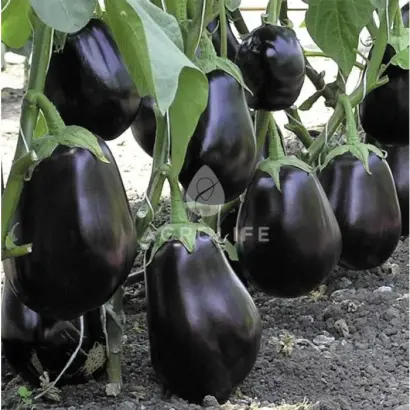 Clorinda F1 AS / Клоринда F1