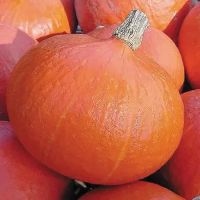 Bright Summer / Брайт Саммер