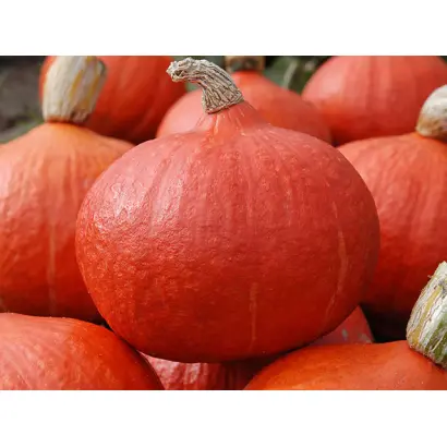 Orange Summer / Оранж Саммер